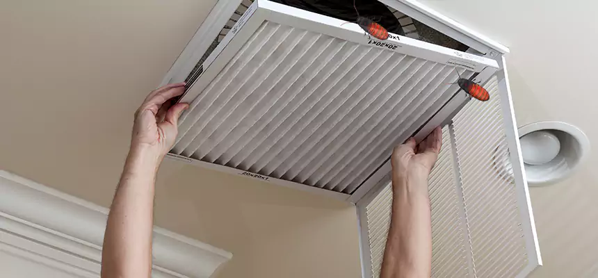 Our Insect Removal from Air Ducts Services in Lake Magdalene, FL